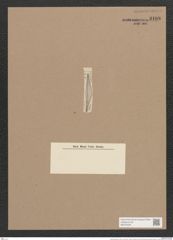 Amphora diducta A. Schm. (de-Toni-Nr.: Genus 36, Species 1627) Zeichnungen Sammlung Grunow Nr. 3108 (NHMW-BOT-W0370526)
